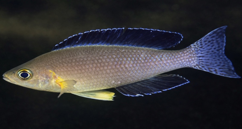 Cyprichromis sp. 'leptosoma jumbo' Kafungi